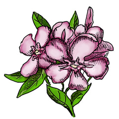 oleander is a poisonous plant