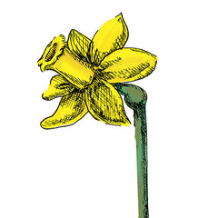 daffodil is a poisonous plant