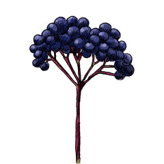 elderberry is a poisonous plant