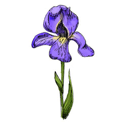 the iris is a poisonous plant