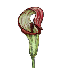 jack in the pulpit is a poisonous plant