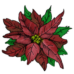 wild Poinsettia is a poisonous plant