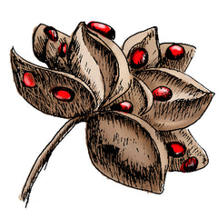 the rosary pea is a poisonous plant