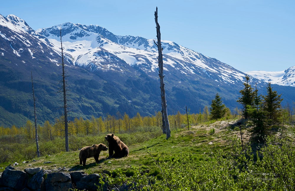 Bear Prevention Methods