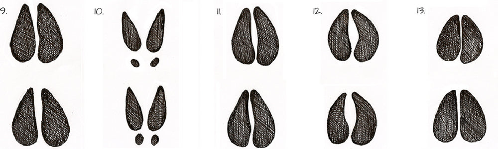 c animal hoove tracks moose deer cow elk