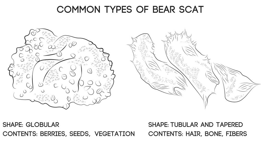 bear scat identification images