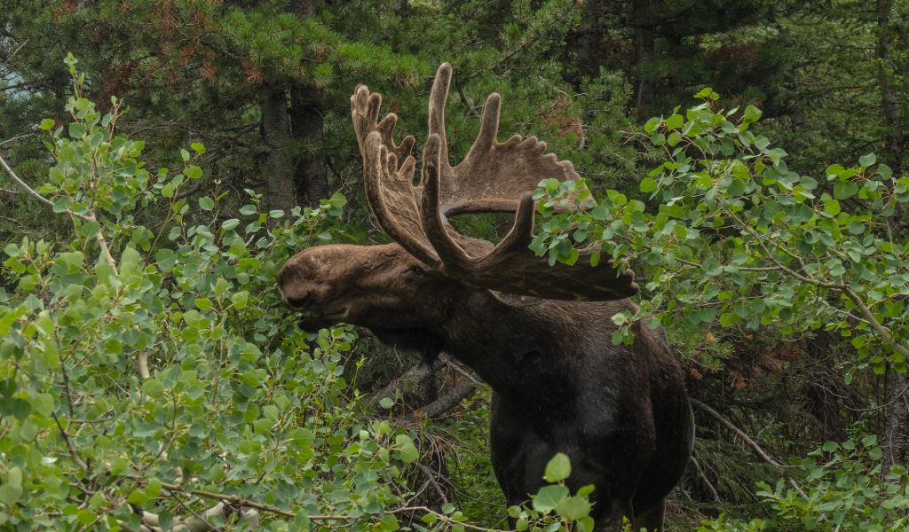 wild moose reasons to hike the appalachian trail