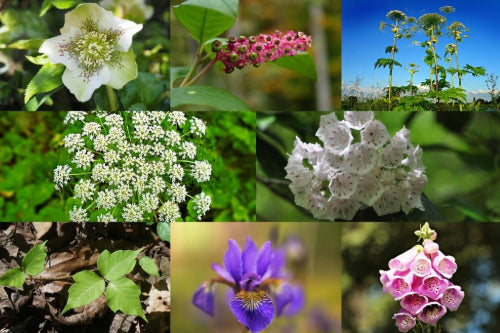 how to identify poisonous plants