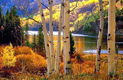 Fall in Vail, CO