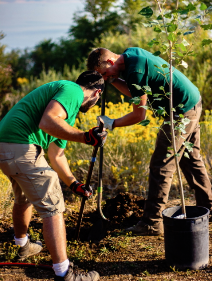 one tree planted