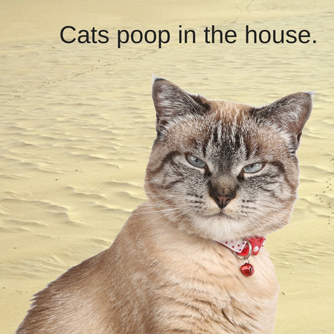 Sharks vs. Cats facts: how do these animals poop? Cats poop indoors