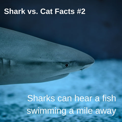 Sharks vs. Cats facts: how sharks hear underwater
