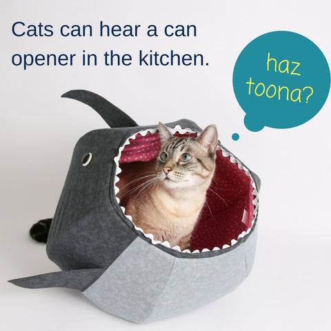 Sharks vs. Cats facts: cats hear better than you do