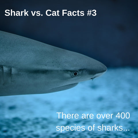 Sharks vs. Cats facts: sharks are a kind of fish, and there are over 400 species of sharks