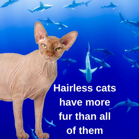 Sharks vs. Cats facts: even hairless cats have hair
