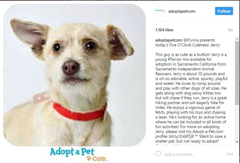 Adoptapet.com is using Instagram to share adoptable animals