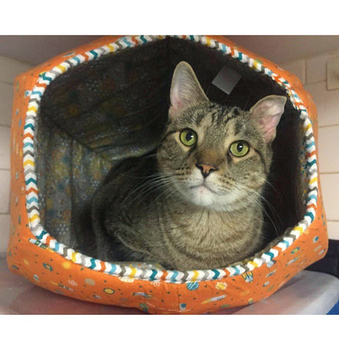 Moe inside the Cat Ball at Anjellicle Cats Rescue