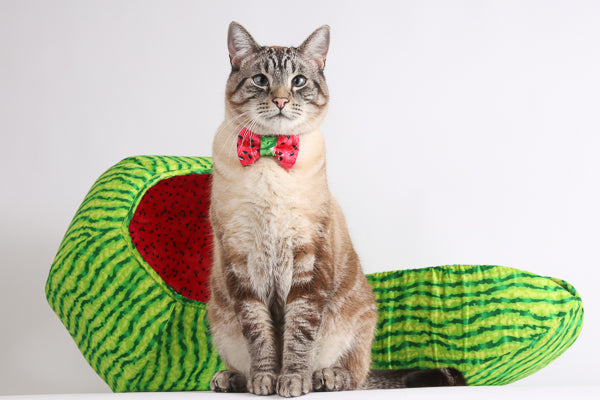 Our lynx point Siamese cat model poses in front of the watermelon Cat Ball bed and Cat Canoe