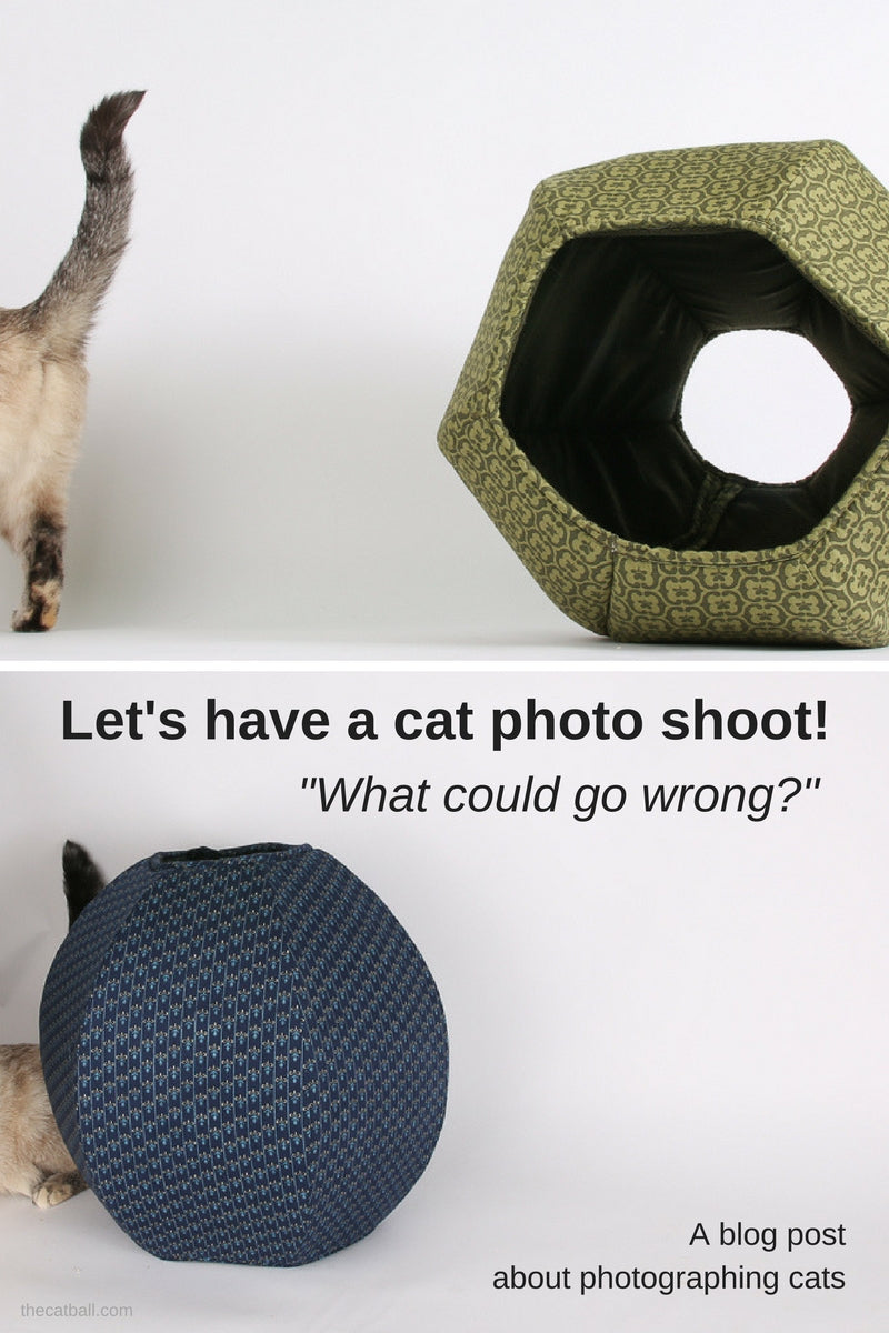 Bloopers and funny cat photos from a cat photo shoot at The Cat Ball World Headquarters