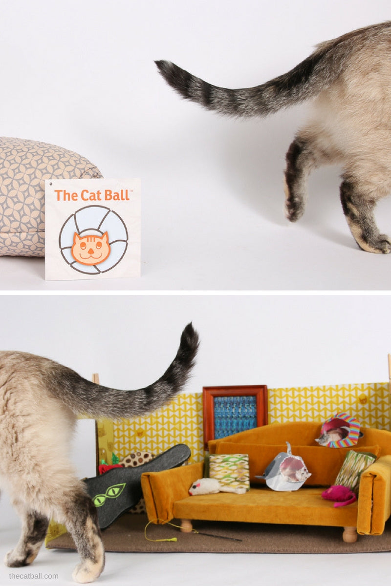 Cat photo shoot bloopers at the Cat Ball World Headquarters