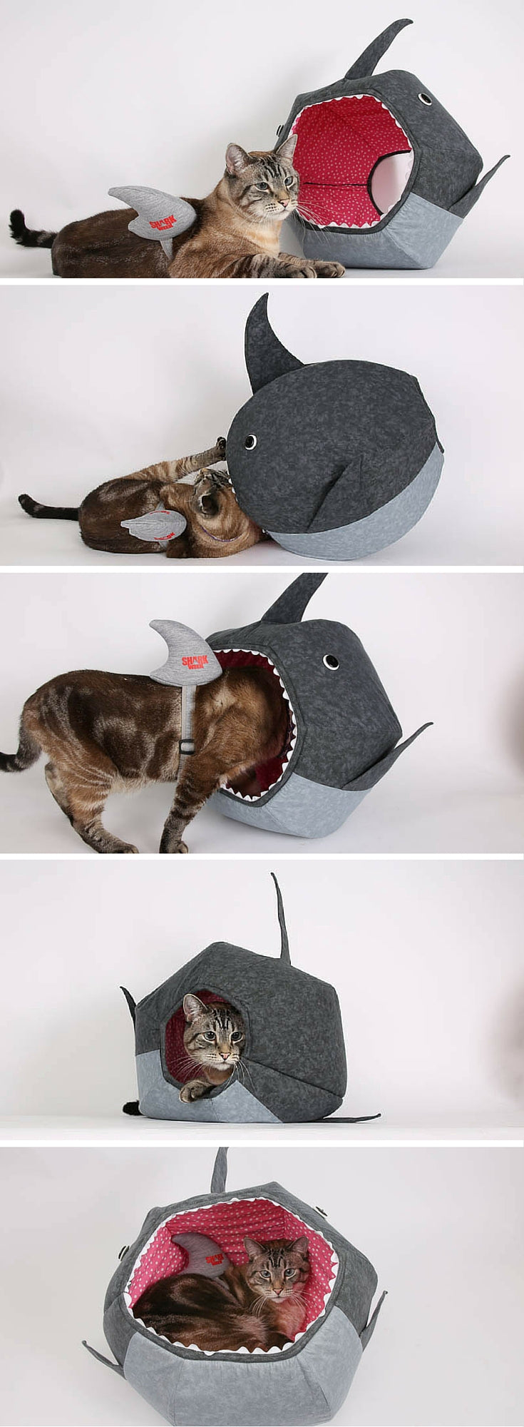 Cat explores the shark Cat Ball cat bed while wearing a shark fin for Shark Week
