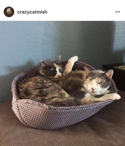 Two cats in a Cat Canoe cat bed. Photo by @crazycatmish on Instagram