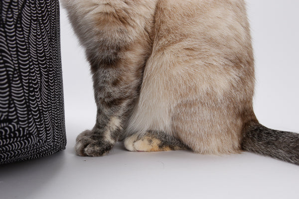 Closeup detail photo of tiny cat feet: Tink's kitty toes