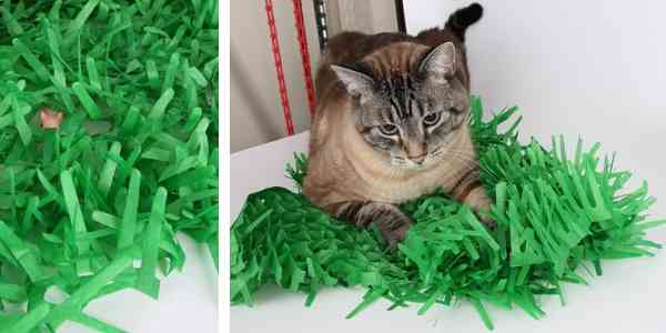 A cat plays with a robotic toy hidden in a mat of fringed tissue grass