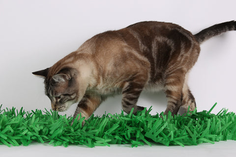 A cat chases a HEXBUG robot toy hidden in a fringed tissue grass mat