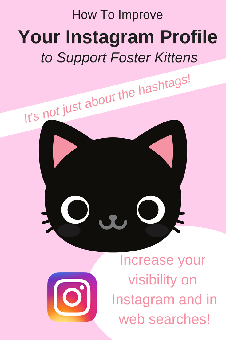 Do you foster kittens? Want it to be easier for people to find your Instagram posts? These  improvements to your Instagram profile make it easier for people to find your foster kitten when they search. Improving your Instagram SEO can help you to reach new followers and help adoptable foster cats and kittens