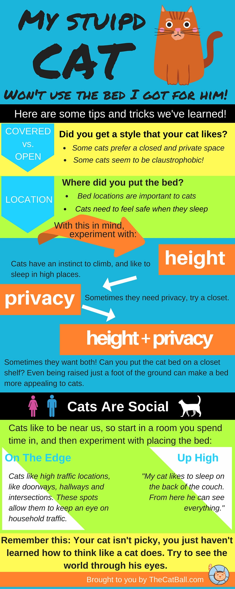 Infographic about cat beds and how to get your cat to use his new cat bed