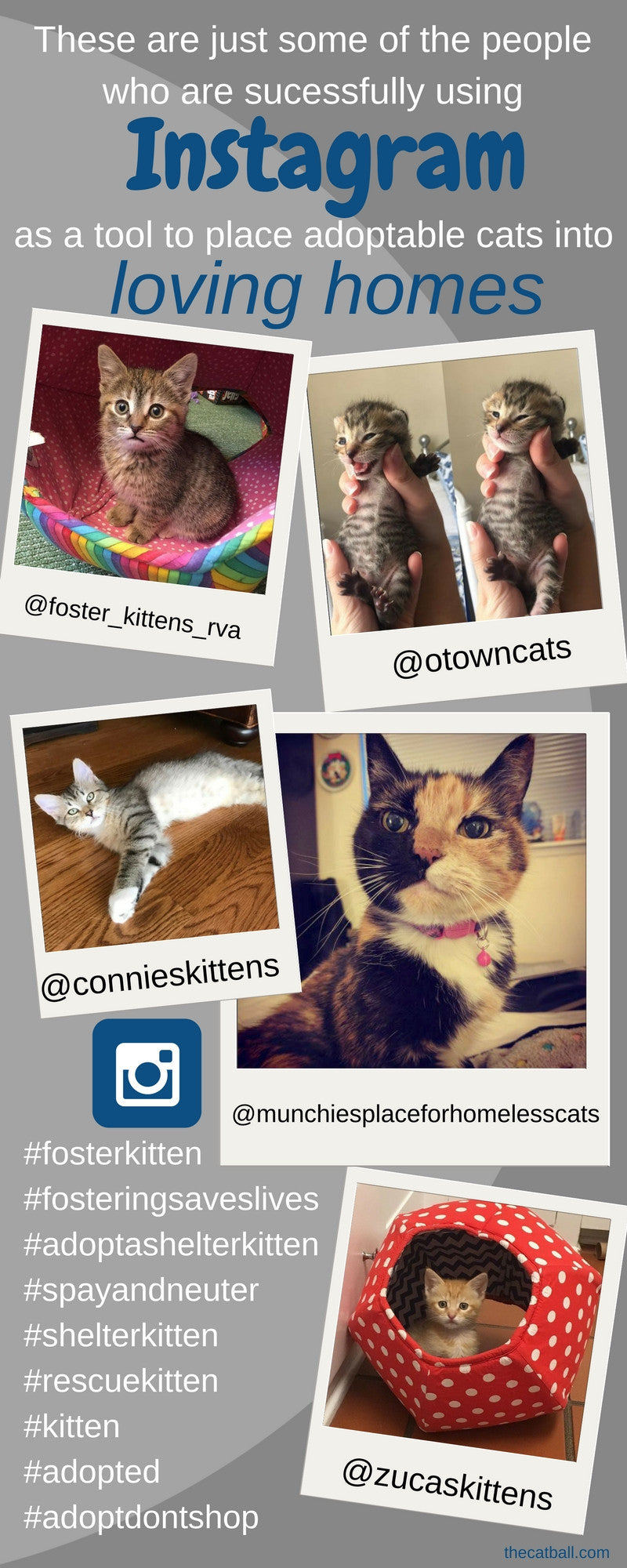 People are successfully using Instagram accounts to promote adoptable cats and kittens, helping the animals to find new homes. 