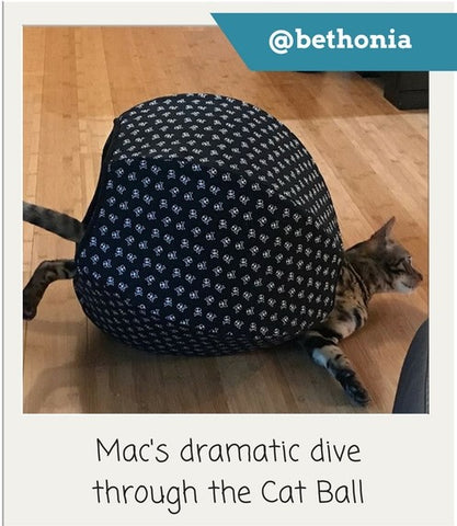 Cat diving through the Cat Ball. Photo by @bethonia