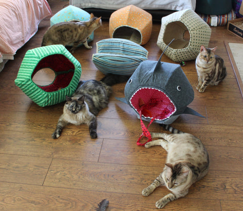 Mars and the Brawlers and their cat bed collection