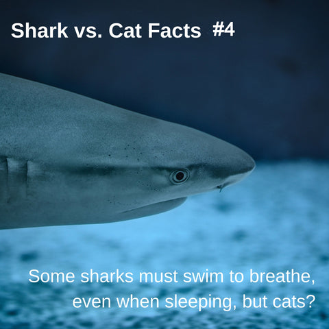 Sharks vs. Cats facts: sharks don't sleep like cats sleep