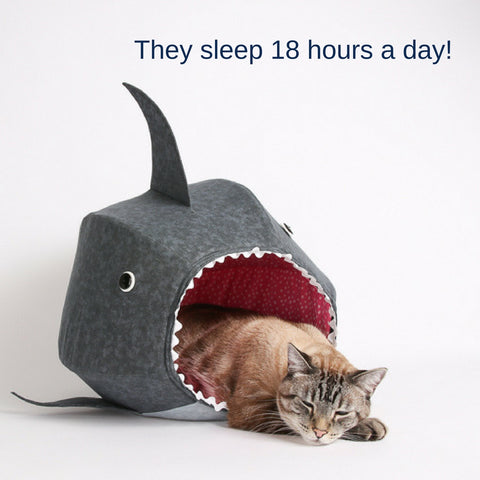 Sharks vs. Cats facts: sharks don't sleep like cats sleep, because cats sleep a lot