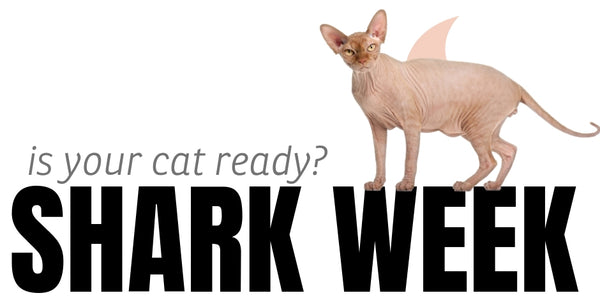 Is your cat ready for Shark Week?