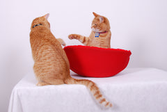 Two cats arguing over their Cat Canoe pet bed