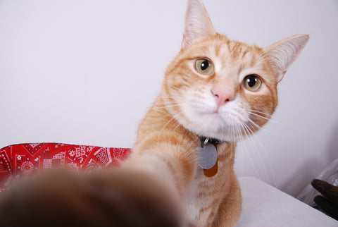 Photo of ginger cat Twix by The Cat Ball