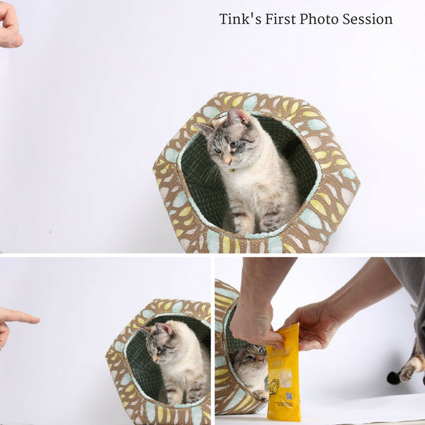 Tink's first photo shoot - a cat photo shoot at the Cat Ball World Headquarters