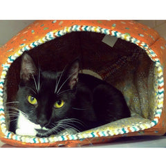 Zorro in the Cat Ball cat bed at Anjellicle Cats Rescue