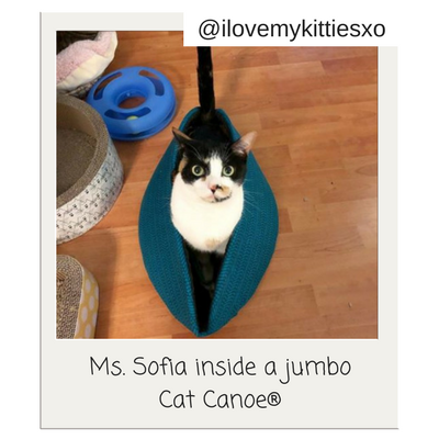 Cat inside a jumbo Cat Canoe, photo by @ilovemykittiesxo on Instagram