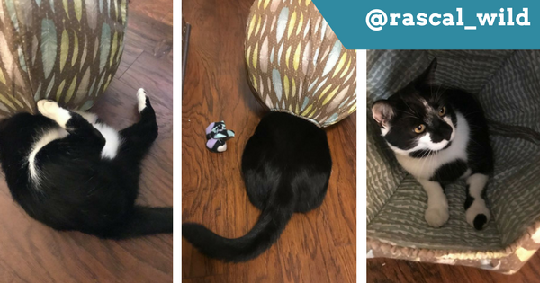 Instagram model cat @rascal_wild is a big cat and he fits in the Cat Ball cat bed