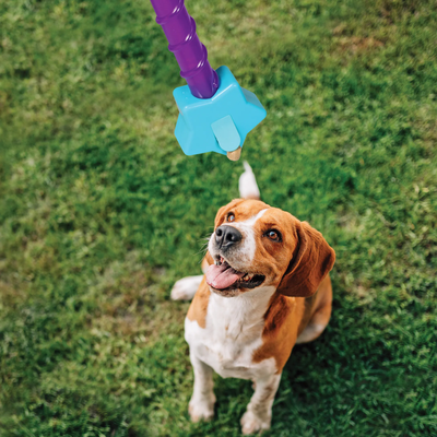 Brightkins Magic Wand! Treat Dispensers - Star -- Brightkins Pet - Shop The Paw