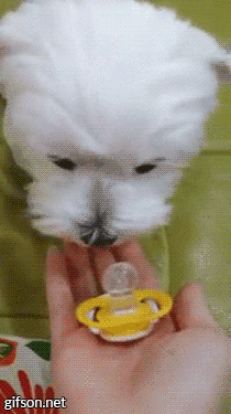 Westie Dummy