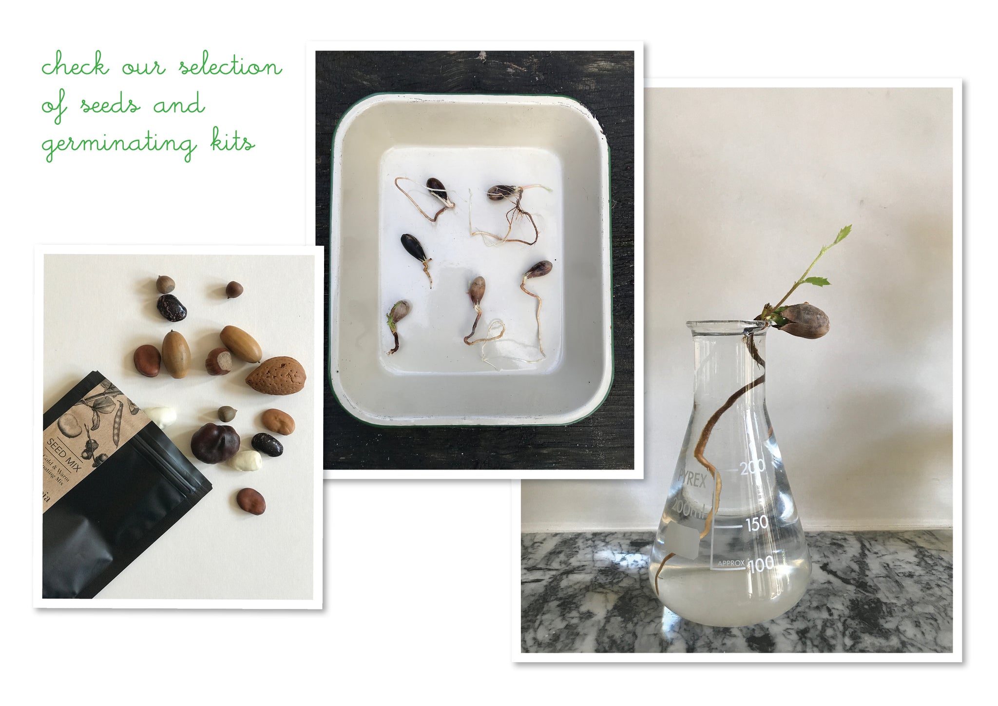 germinate seeds at home