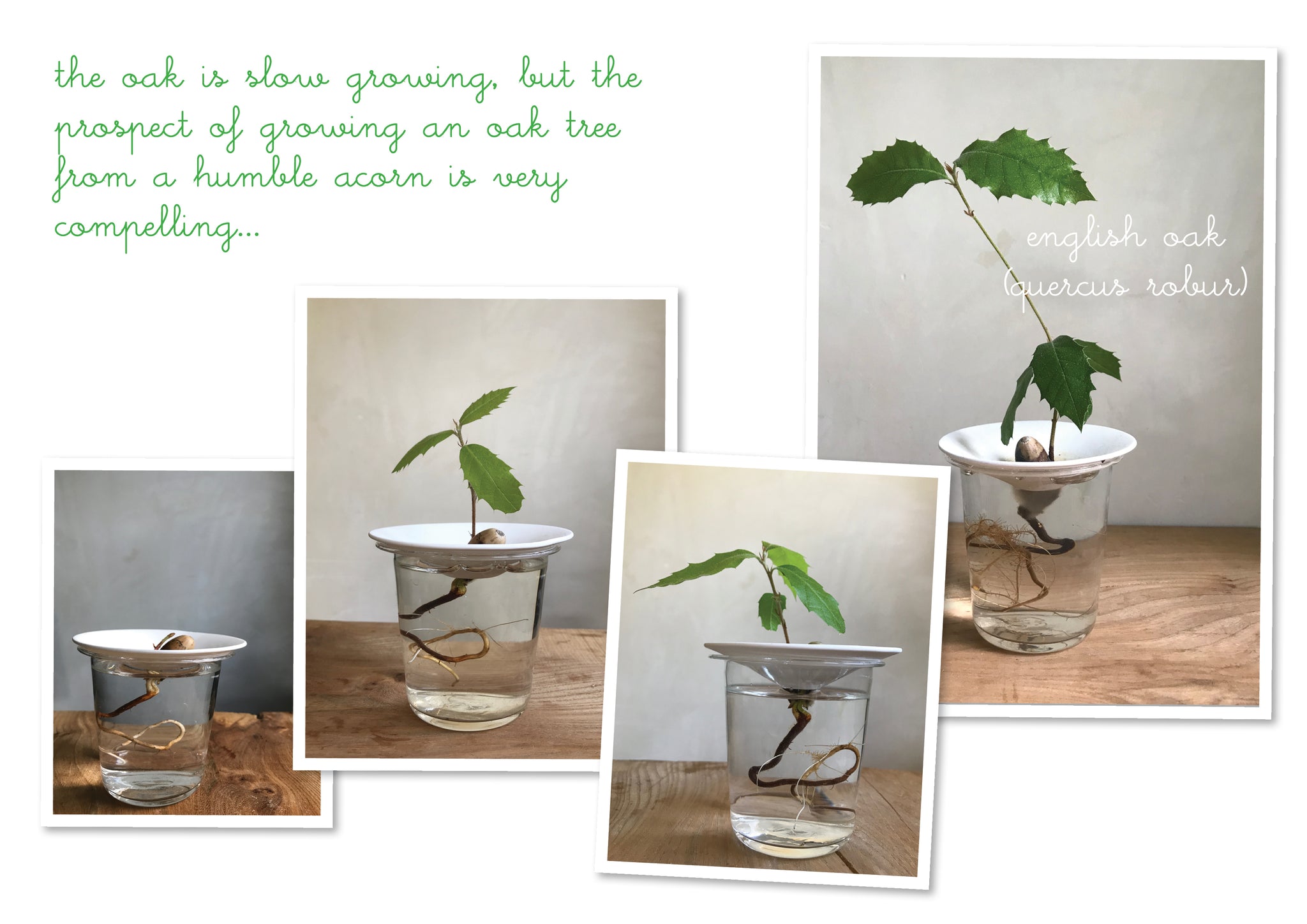 germinate seeds at home