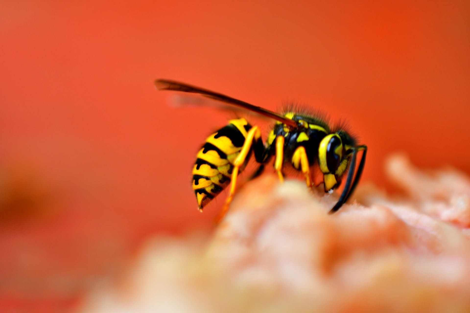 how-to-treat-a-wasp-sting-the-natural-patch-co