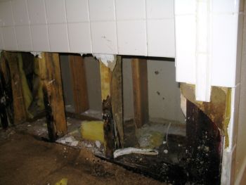 mold after flood