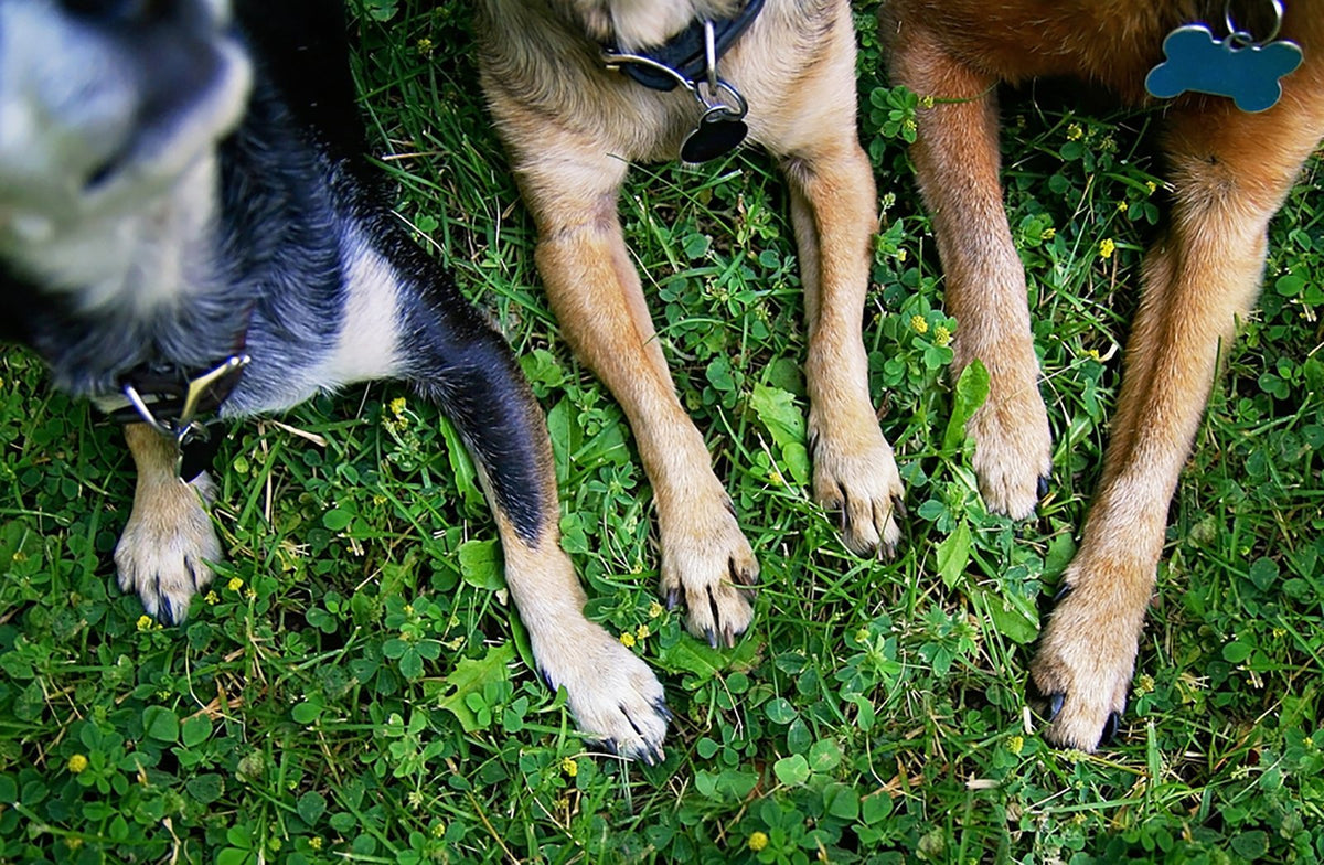 how-to-treat-dog-paw-burn